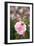 Rose Garden II-Karyn Millet-Framed Photo