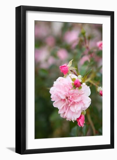 Rose Garden II-Karyn Millet-Framed Photo