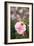 Rose Garden II-Karyn Millet-Framed Photo