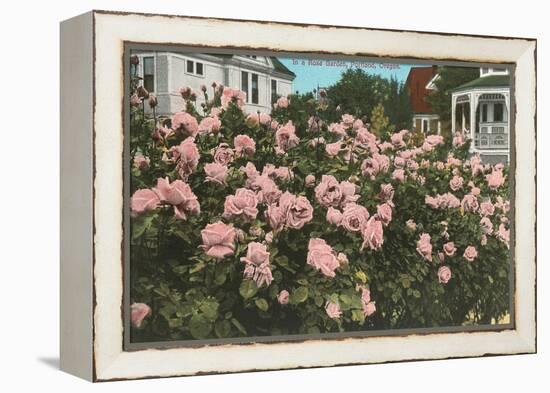 Rose Garden, Portland, Oregon-null-Framed Stretched Canvas