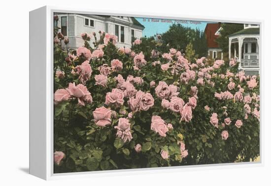 Rose Garden, Portland, Oregon-null-Framed Stretched Canvas