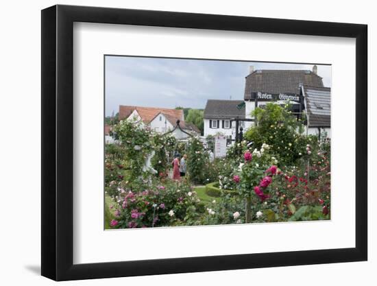 Rose Garden, Steinfurth, Wetterau, Hessian, Germany-Ernst Wrba-Framed Photographic Print