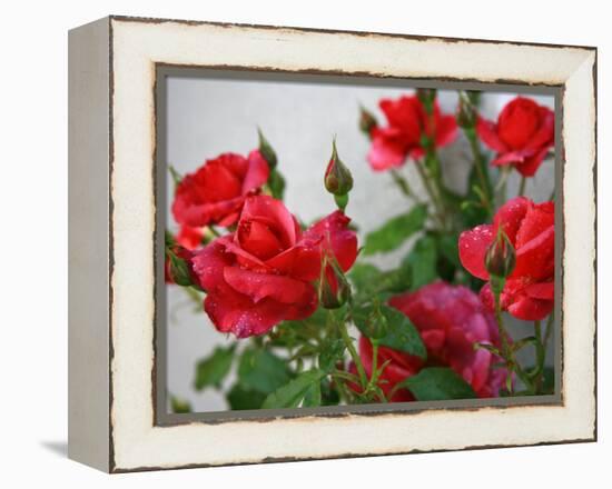 Rose Garden-Nicole Katano-Framed Stretched Canvas