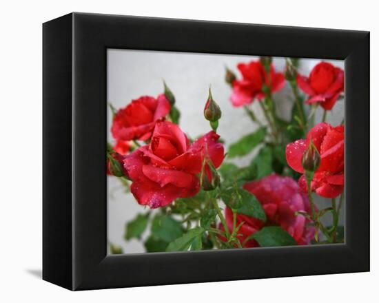 Rose Garden-Nicole Katano-Framed Stretched Canvas