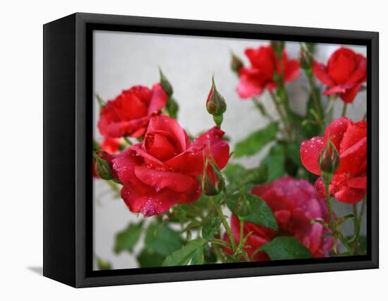 Rose Garden-Nicole Katano-Framed Stretched Canvas