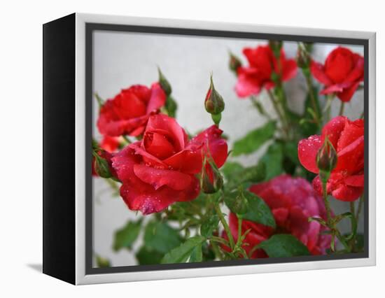 Rose Garden-Nicole Katano-Framed Stretched Canvas