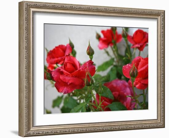 Rose Garden-Nicole Katano-Framed Photo