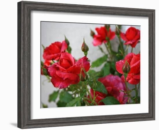 Rose Garden-Nicole Katano-Framed Photo