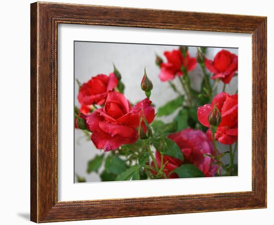 Rose Garden-Nicole Katano-Framed Photo