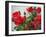 Rose Garden-Nicole Katano-Framed Photo