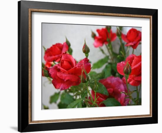 Rose Garden-Nicole Katano-Framed Photo