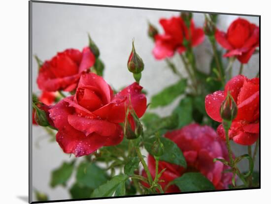 Rose Garden-Nicole Katano-Mounted Photo