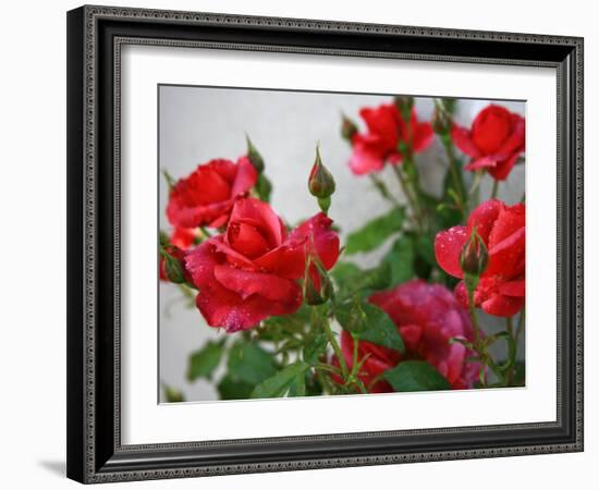 Rose Garden-Nicole Katano-Framed Photo