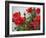 Rose Garden-Nicole Katano-Framed Photo