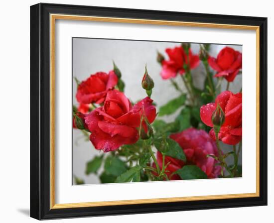 Rose Garden-Nicole Katano-Framed Photo