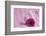 Rose Gerbera Blossom with Heart Made of Fabric-Andrea Haase-Framed Photographic Print