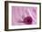 Rose Gerbera Blossom with Heart Made of Fabric-Andrea Haase-Framed Photographic Print
