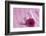 Rose Gerbera Blossom with Heart Made of Fabric-Andrea Haase-Framed Photographic Print