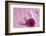 Rose Gerbera Blossom with Heart Made of Fabric-Andrea Haase-Framed Photographic Print