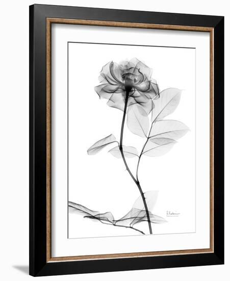 Rose Gray A-Albert Koetsier-Framed Art Print