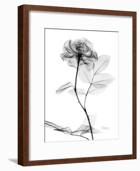 Rose Gray A-Albert Koetsier-Framed Premium Giclee Print