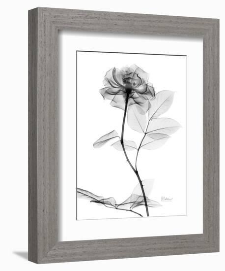 Rose Gray A-Albert Koetsier-Framed Art Print