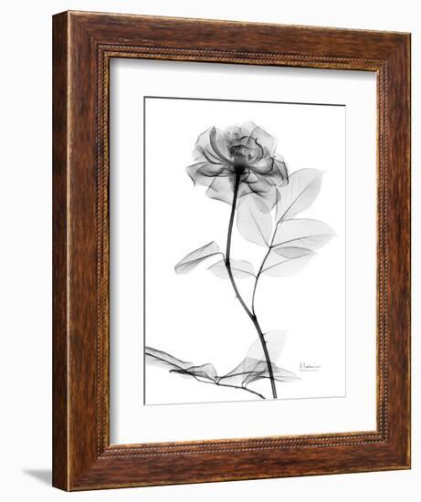 Rose Gray A-Albert Koetsier-Framed Art Print