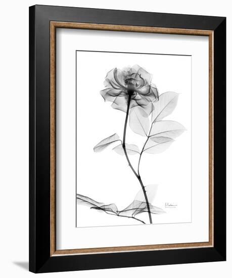 Rose Gray A-Albert Koetsier-Framed Art Print