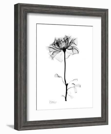 Rose Gray-Albert Koetsier-Framed Art Print