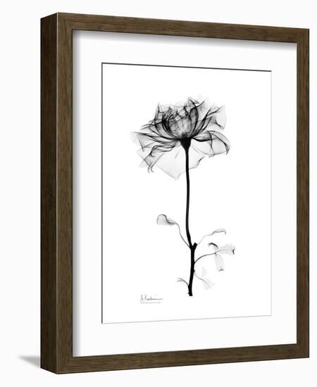 Rose Gray-Albert Koetsier-Framed Art Print