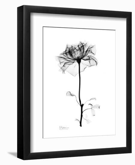 Rose Gray-Albert Koetsier-Framed Art Print