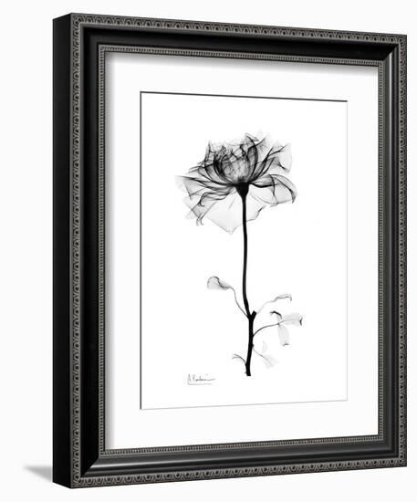 Rose Gray-Albert Koetsier-Framed Art Print