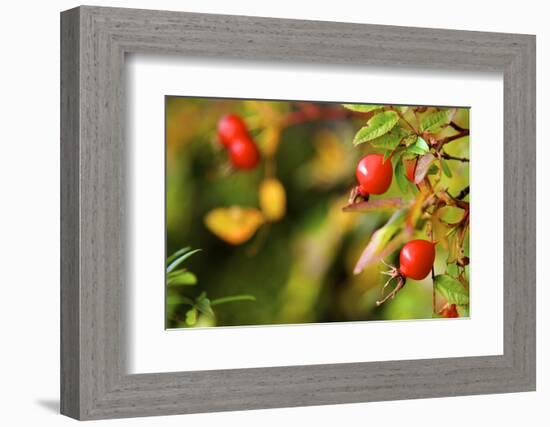 Rose Hips on the Tidal Shore-Richard Wright-Framed Photographic Print