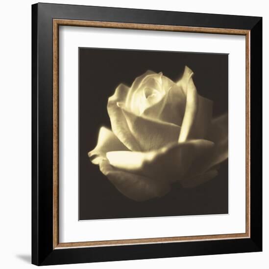 Rose Impression II-Jane Ann Butler-Framed Giclee Print