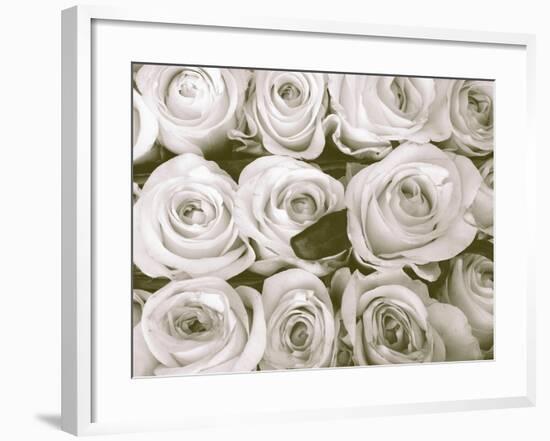 Rose in Bloom-Gail Peck-Framed Art Print