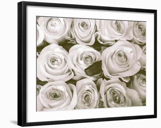 Rose in Bloom-Gail Peck-Framed Art Print