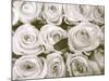Rose in Bloom-Gail Peck-Mounted Art Print