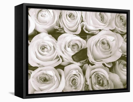 Rose in Bloom-Gail Peck-Framed Stretched Canvas