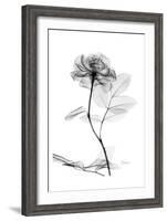 Rose in Full Bloom in Black and White-Albert Koetsier-Framed Art Print