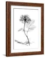 Rose in Full Bloom in Black and White-Albert Koetsier-Framed Art Print
