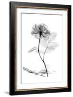 Rose in Full Bloom in Black and White-Albert Koetsier-Framed Art Print
