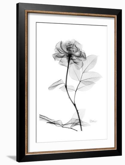 Rose in Full Bloom in Black and White-Albert Koetsier-Framed Art Print