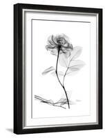 Rose in Full Bloom in Black and White-Albert Koetsier-Framed Art Print