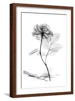 Rose in Full Bloom in Black and White-Albert Koetsier-Framed Art Print