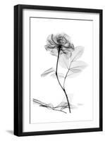 Rose in Full Bloom in Black and White-Albert Koetsier-Framed Art Print