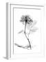 Rose in Full Bloom in Black and White-Albert Koetsier-Framed Art Print