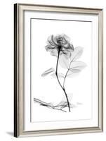Rose in Full Bloom in Black and White-Albert Koetsier-Framed Art Print