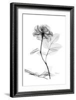Rose in Full Bloom in Black and White-Albert Koetsier-Framed Art Print