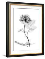 Rose in Full Bloom in Black and White-Albert Koetsier-Framed Art Print
