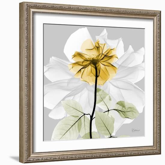 Rose in Gold 2-Albert Koetsier-Framed Photographic Print